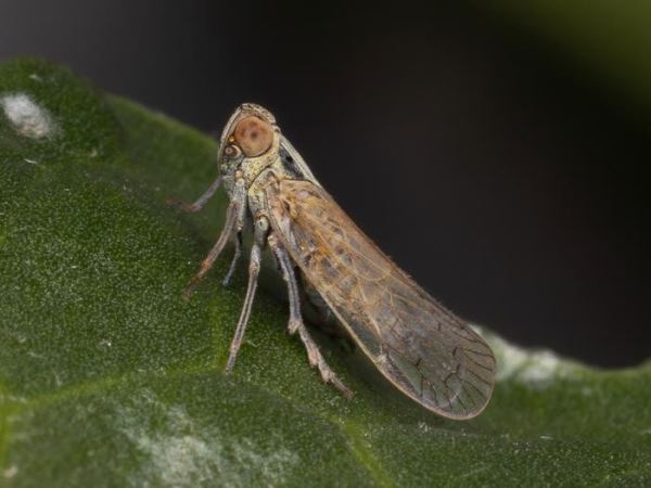 Новый супервредитель переносит широкий спектр микроорганизмов