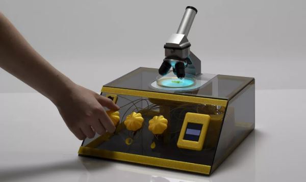 Живой слизевик поможет создать надежный криптографический ключ