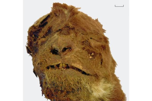 Тысячелетний детеныш: в чем уникальность бадярихской мумии саблезубого котенка