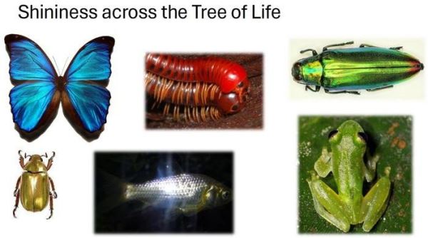 Почему блестящие цвета редко встречаются в природе?