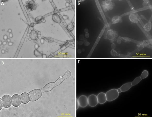 На новгородской иконе XVI века обнаружен необычный гриб, разрушающий произведение искусства