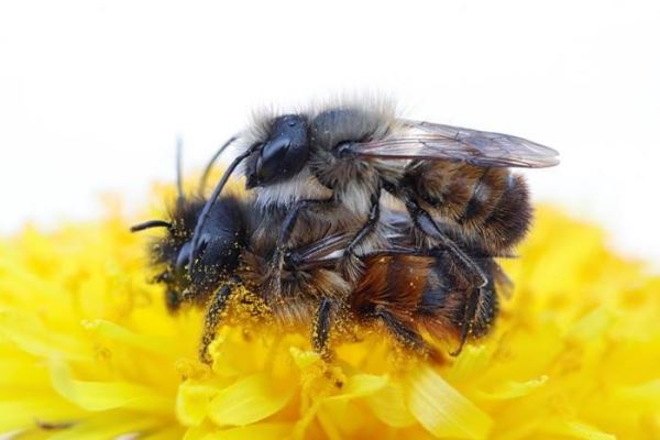 Найден ген, определяющий пол у пчёл и муравьёв