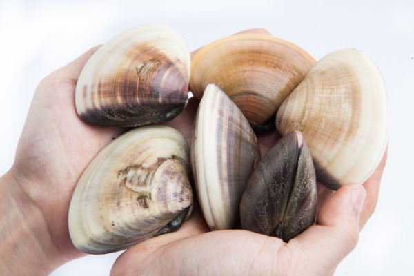 300 млн лет назад на территории Республики Коми обитали тропические и арктические организмы