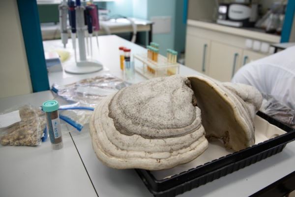 Трутовики помогут накормить планету