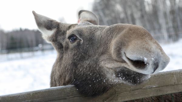 Штраф за&nbsp;сбитого лося на&nbsp;дороге: какой размер ответственности предусмотрен за&nbsp;наезд на&nbsp;лосиху на&nbsp;трассе в&nbsp;России в&nbsp;2026-м году