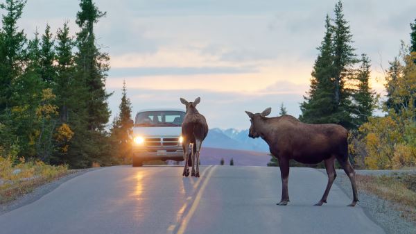 Штраф за&nbsp;сбитого лося на&nbsp;дороге: какой размер ответственности предусмотрен за&nbsp;наезд на&nbsp;лосиху на&nbsp;трассе в&nbsp;России в&nbsp;2026-м году