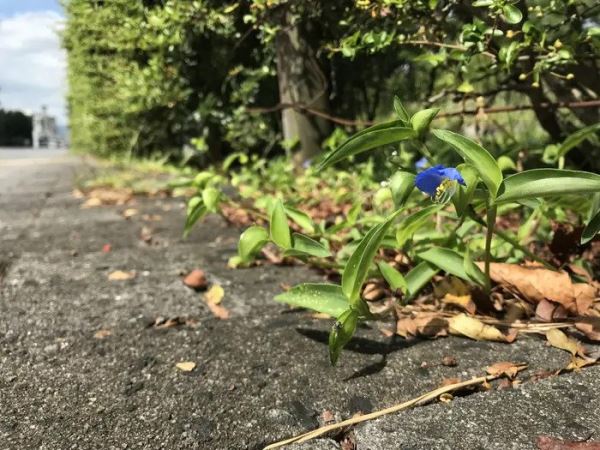 Как растения эволюционируют для жизни в городах