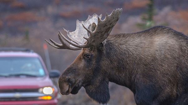 Штраф за&nbsp;сбитого лося на&nbsp;дороге: какой размер ответственности предусмотрен за&nbsp;наезд на&nbsp;лосиху на&nbsp;трассе в&nbsp;России в&nbsp;2026-м году