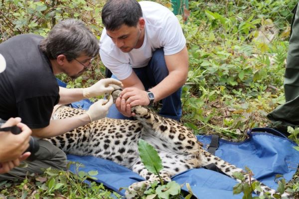 &laquo;В Приэльбрусье происходит настоящая вакханалия&raquo;