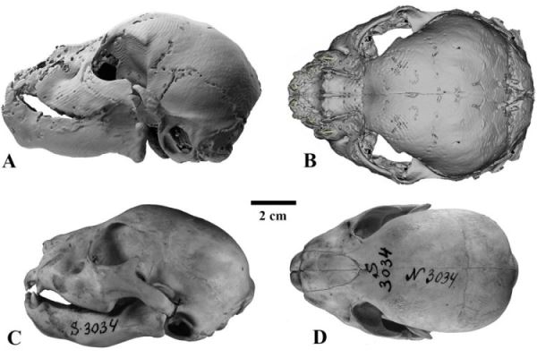 Тысячелетний детеныш: в чем уникальность бадярихской мумии саблезубого котенка