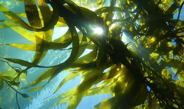 В Архангельске начнут производить пищевой альгинат натрия