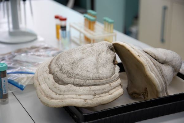 Новые полезные свойства грибов выявили на Урале