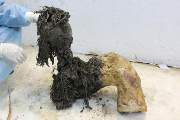 Древнейшая в мире РНК извлечена из шерстистого мамонта