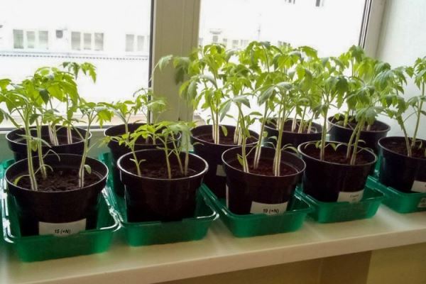 Как бактерии помогают растениям выживать