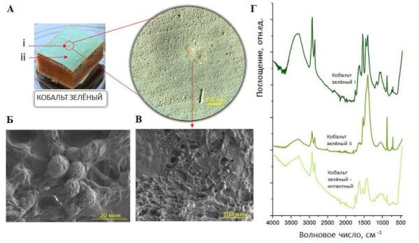 На новгородской иконе XVI века обнаружен необычный гриб, разрушающий произведение искусства