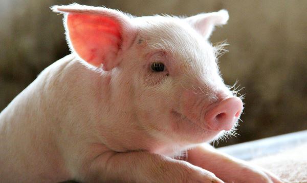 Американский стартап научился получать бекон, не убивая свиней