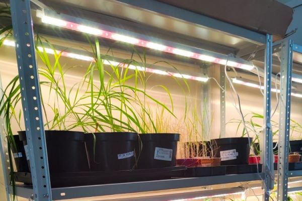 Мискантус сахароцветный поможет снизить поток СО2 в атмосферу