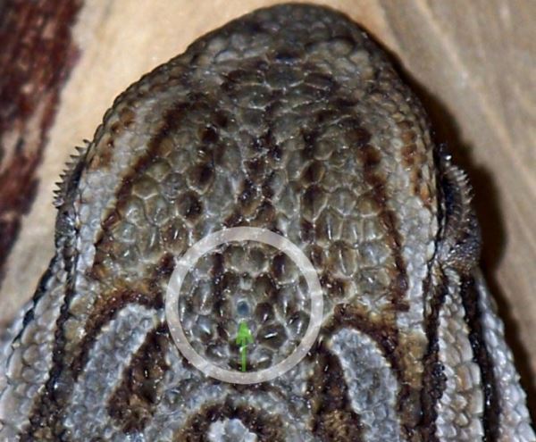 Иное зрение. Как выглядит мир глазами животных