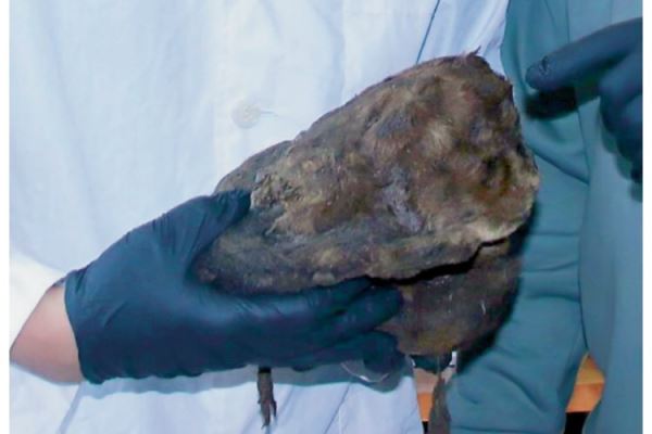 Тысячелетний детеныш: в чем уникальность бадярихской мумии саблезубого котенка