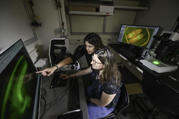 Как клетки формируют ткани и органы