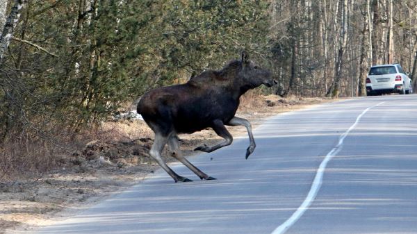 Штраф за&nbsp;сбитого лося на&nbsp;дороге: какой размер ответственности предусмотрен за&nbsp;наезд на&nbsp;лосиху на&nbsp;трассе в&nbsp;России в&nbsp;2026-м году