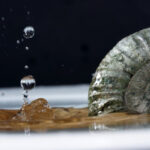 Ракушки — экологичная альтернатива цементу